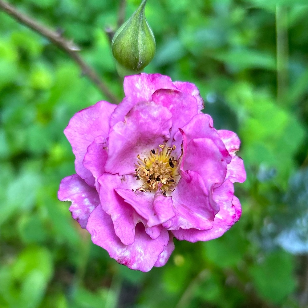 Meet your Posher, Vintagè